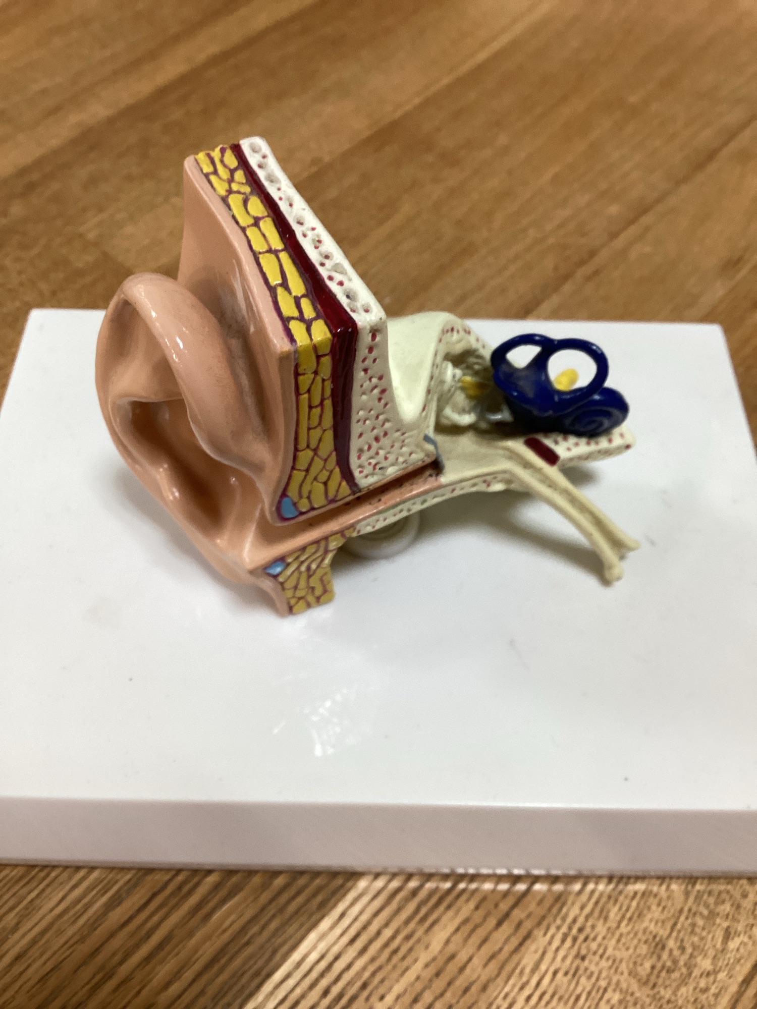 耳の構造　模型